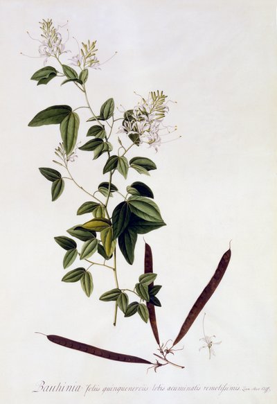 Bauhinia, c.1745 door Georg Dionysius Ehret